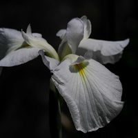 アヤメ,菖蒲,あやめ,あやめの画像