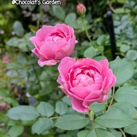 バラ,バラ,ガーデニング,花のある暮らし,バラのある暮らしの画像