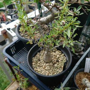 フォークイエリア コルムナリス,多肉植物,塊根植物,多肉生活,珍奇植物の画像