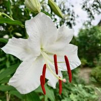 カサブランカ,球根,庭の花,今日の庭から,庭の画像