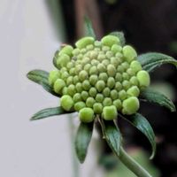 イチゴ,スカビオサ,マツムシソウ （スカビオサ）,ダンドボロギクの蕾,ダンドボロギクの開花の画像