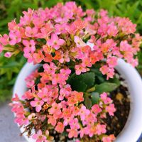 カランコエ,ベビーサンローズ,地植え,ガーデニング,挿し芽の画像