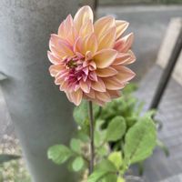 ダリア,ダリア　ピーチマカロン,放置栽培,神奈川県,庭の画像