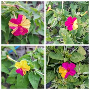 おしろいばな,季節の花,小さな畑,庭のお花,おうち園芸の画像