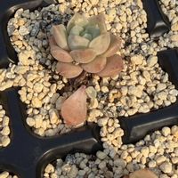 多肉植物,葉挿し,エケベリア属,グラプト属の画像
