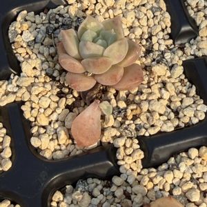 多肉植物,葉挿し,エケベリア属,グラプト属の画像