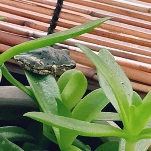 窓辺の植物たち,葉っぱ,カエル,アマガエル,カエル倶楽部♡の画像