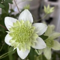ベランダガーデニング,クレマチス大好き♪,お花に癒されての画像