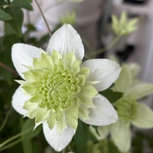 ベランダガーデニング,クレマチス大好き♪,お花に癒されての画像