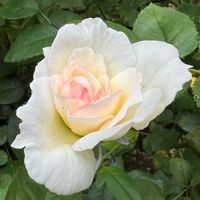 カサブランカ,カサブランカ,ボレロ,アンブリッジ・ローズ,パットオースチンの画像