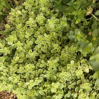 セダム,小さな花壇の画像