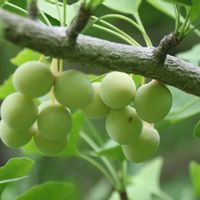 イチョウの画像