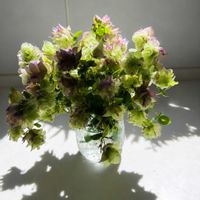 オレガノ ケントビューティー,オレガノ ケントビューティー,札幌,観葉植物すきの画像