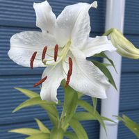 カサブランカ,庭の宿根草,お花に癒されて,GSアダルトチーム,チーム岐阜の画像