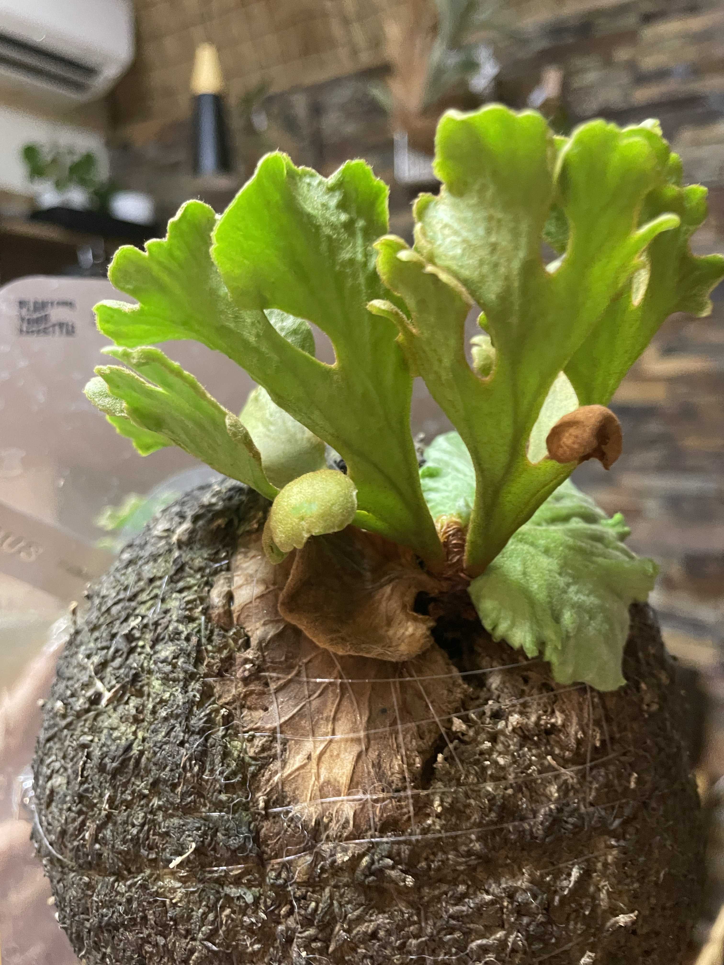ジェイドガールの胞子葉 ビカクシダの森