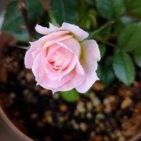 四季咲きアジサイ 霧島の恵,ミ二バラ,ホヤ,花のある暮らし,多肉のある暮らしの画像
