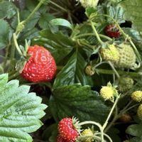 ワイルドストロベリー,季節を楽しむ,昆虫シリーズの画像