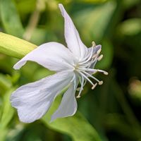 ガウラ,公園散歩,今日のお散歩,歩くの大好き♡の画像