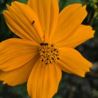 キバナコスモスの画像