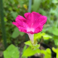 アサガオ,種蒔き,花のある暮らし,花は癒やし♡,チーム愛知の画像