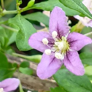 クコ,枸杞,花のある暮らし,大事に育てたい,キュンキュン乙女倶楽部の画像