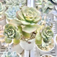 成長記録 リリーパッド錦,アエオニウム リリーパッド錦,斑入り多肉,LED栽培,神奈川タニラーの画像