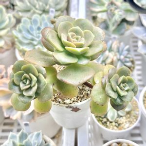 成長記録 リリーパッド錦,アエオニウム リリーパッド錦,斑入り多肉,LED栽培,神奈川タニラーの画像