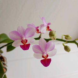 ミニ胡蝶蘭の画像