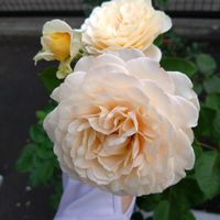 バラ,薔薇, ロサオリエンティス,バラ大苗,初心者の画像