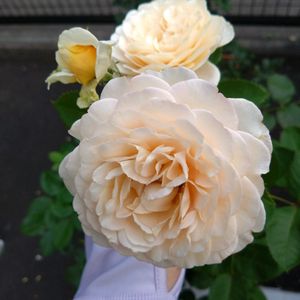 バラ,薔薇, ロサオリエンティス,バラ大苗,初心者の画像