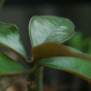 ハオルチア,多肉植物,観葉植物,塊根植物,サボテン科の画像