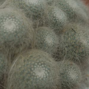 ハオルチア,多肉植物,観葉植物,塊根植物,サボテン科の画像