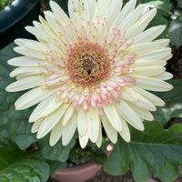 ガーベラ,大きな花,また咲いた,お花に癒されて,おうち園芸の画像