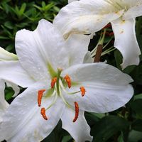 カサブランカ,ユリ,白い花,マンションの花壇,金曜キラキラの画像