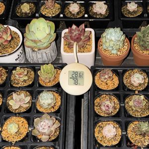 多肉植物,葉挿し,エケベリア属の画像
