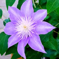 クレマチス,鉢植え,紫の花,庭の画像