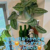 モンステラ デリシオーサ,スキンダプタス,スキンダプタス　トレウビィ,ワイルド,インドアグリーンの画像
