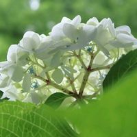 ホタルブクロ,紫陽花 アナベル,ラムズイヤーの花。,山野草,白い花の画像