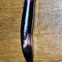 ナスの画像