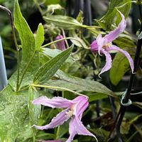 クレマチス,クレマチス 花島,鉢植え,ネコ好き,ピンクの花の画像