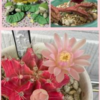 多肉植物,サボテン科,多肉女子,金曜日の蕾たち,I love the Earth.の画像