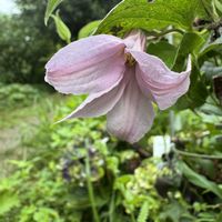 カンナ,クレマチス,コレオプシス,紫陽花,ナツズイセンの画像