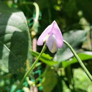 ササゲ,ササゲ,無農薬野菜,家庭菜園,畑の画像