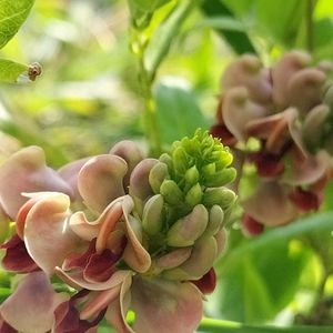 アメリカホドイモ,アメリカホドイモ,無農薬野菜,家庭菜園,畑の画像