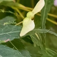 モミジの画像