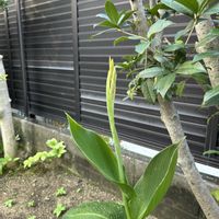 カンナ,GSアダルトチーム,チームスヌーの画像