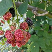 ブラックベリー,平和を願う☆の画像