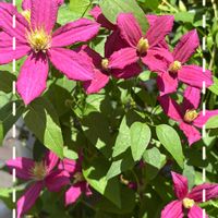 クレマチス,鉢植え,スマホ撮影,今日のお花,GSの繋がりに感謝♡の画像