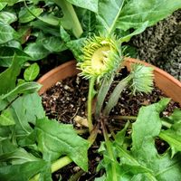 ガーベラ,ピンク,ピンクの花,ピンク❤︎ピンク,ピンクワールドへ ようこその画像