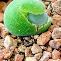 ボタニカルライフ,緑のある暮らし,#花のある暮らし,童心に還る時間,唯一無二の存在感の画像